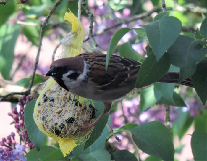 Feldsperling Passer montanus Singvoegel Naturgarten Winterfuetterung regelmaessiger Brutvogel Walnussbaum PIlzexpertin Katharina Krieglsteiner Pilzschule Schwaebischer Wald Flieder