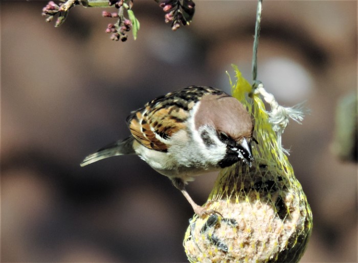 Feldsperling Passer montanus Singvoegel Naturgarten Winterfuetterung regelmaessiger Brutvogel Walnussbaum PIlzexpertin Katharina Krieglsteiner Pilzschule Schwaebischer Wald