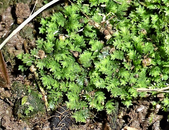 Fissidens taxifolius Eiben Spaltzahnmoos Fissidentaceae Dicranales basenliebend Kalk Saumbeet Morchelbeet bodenbewohnend Naehrstoffeintraege Naturgarten ohne Duengung Krieglsteiner Spraitbach Mooskurs