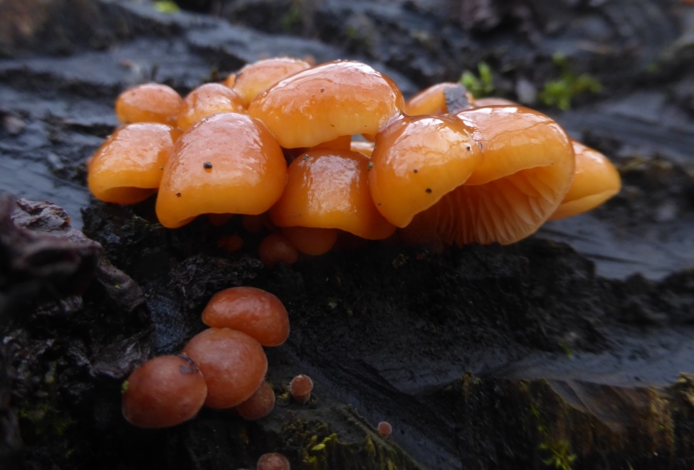 Flammulina-velutipes-Bargauer-2-Horn-Samtfußrübling-Enoki-Winterpilz-Pilzschule-Pilzseminare-Pilzkurse