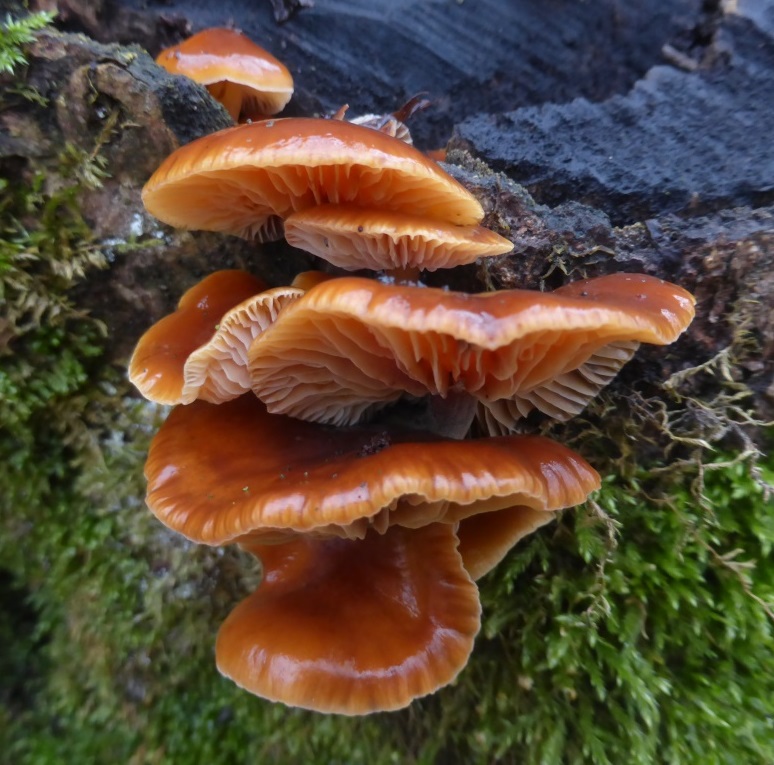 Flammulina velutipes Bargauer Horn Samtfußrübling Enoki Winterpilz Pilzschule Pilzseminare Pilzkurse