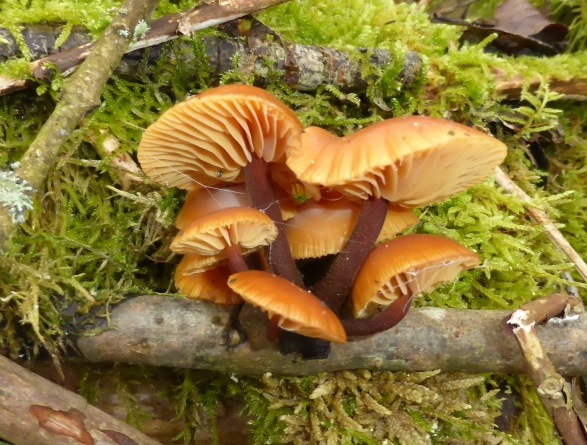 Flammulina-velutipes-Haselbach-Schwäbisch-Gmünd-Baden-Württemberg-Samtfußrübling-Enoki-Winterpilz-Pilzschule-Pilzseminare-Pilzkurse