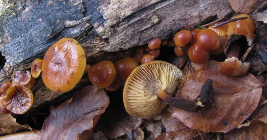 Flammulina-velutipes-Kroatien-Nationalpark-Plitvicer-Seen-Samtfußrübling-Enoki-Winterpilz