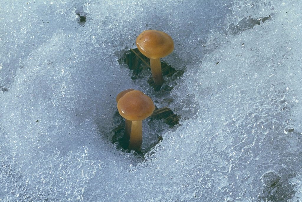 Flammulina-velutipes-Pollin-Samtfußrübling-Enoki-Winterpilz-Schnee-Eifel