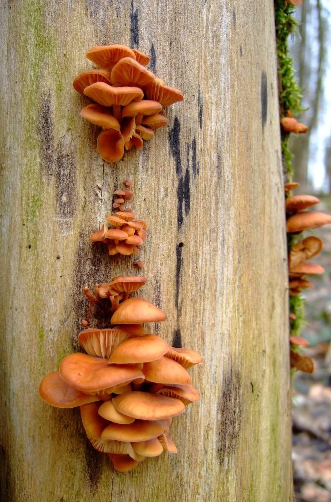 Flammulina-velutipes-Rhön-2-Samtfußrübling-Enoki-Winterpilz-Pilzschule-Pilzseminare-Pilzkurse