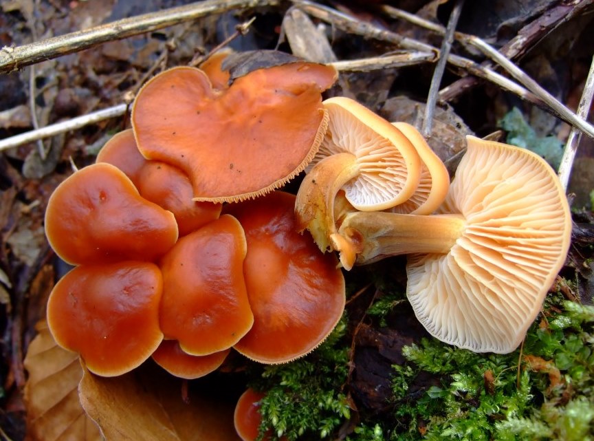 Flammulina-velutipes-Rhön-Eisgraben-Bayern-Samtfußrübling-Enoki-Winterpilz-Pilzschule-Pilzseminare-Pilzkurse