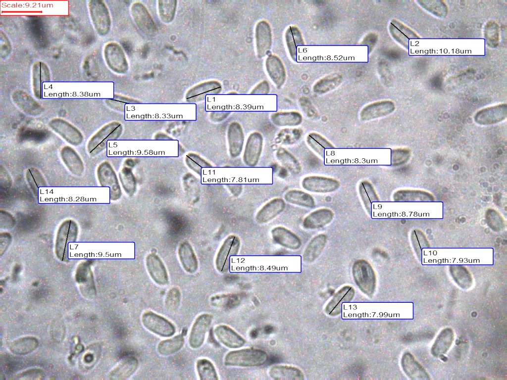 Flammulina-velutipes-Sporen-Ulm-Donautal-Mikroskopie-Samtfußrübling-Enoki-Winterpilz-Pilzschule-Pilzseminare-PilzkurseStrUlm-Donautal13-25-3Sporenlnge