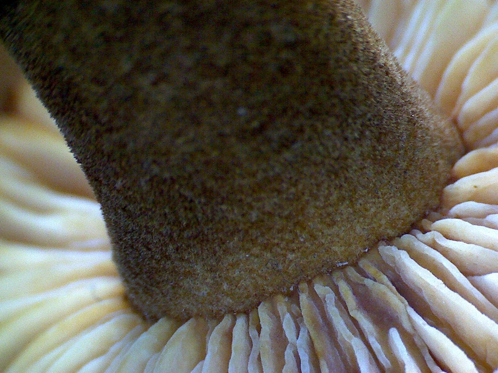 Flammulina-velutipes-Stiel-Detail-Samtfußrübling-Enoki-Winterpilz-Pilzschule-Pilzseminare-PilzkurseelDetailBernhardusFeb11