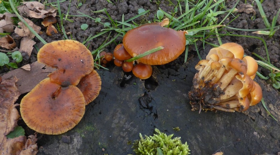 Flammulina-velutipes-Stuttgart-Bad-Cannstatt-Samtfußrübling-Enoki-Winterpilz-Pilzschule-Pilzseminare-Pilzkurse