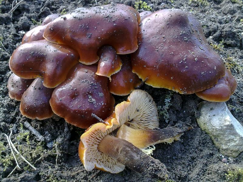 Flammulina-velutipes-Ulm-Sipple-Samtfußrübling-Enoki-Winterpilz-Pilzschule-Pilzseminare-Pilzkurse