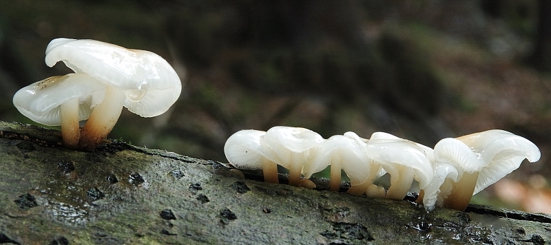 Flammulina-velutipes-lactea-Bargauer-Horn-Samtfußrübling-Enoki-Winterpilz-Thüringen-Püwert-weiße-Form