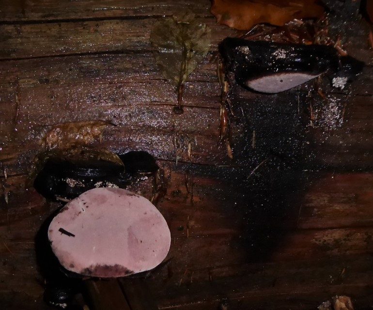 Fomitopsis rosea Bayerischer Wald Nationalpark Rachel Spiegelau BioHolz Krieglsteiner Pilzschule Schwaebischer Wald Kartierung Biomonitoring Fichte Picea abies rosenrot