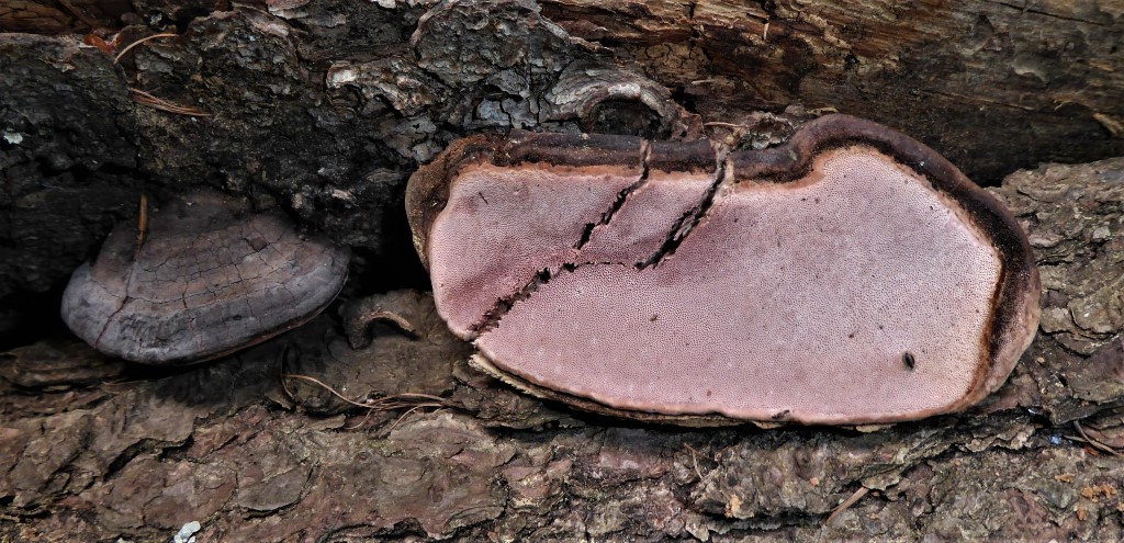 Fomitopsis rosea Frankreich Nationalpark Mercantour Roubion Fichte Picea abies Pilzschule Schwaebischer Wald Pilz des Monats Lothar Krieglsteiner Rosenroter Baumschwamm