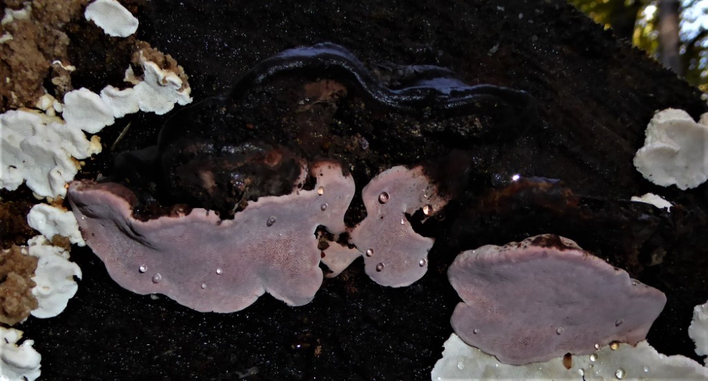 Fomitopsis rosea Kaernten Oesterreich Turia Wald Fichte Picea abies Rosenroter Baumschwamm seltener Porling