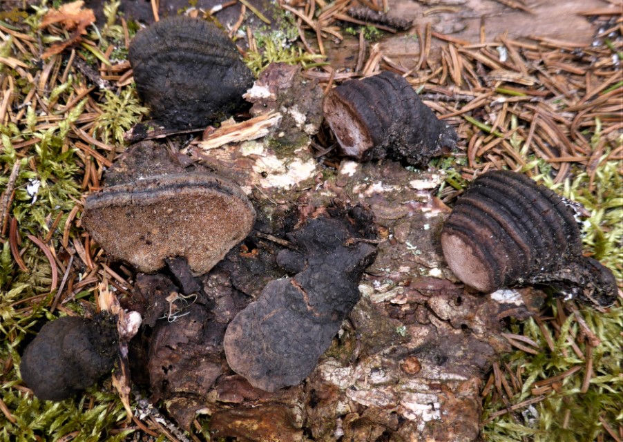 Fomitopsis rosea Norwegen Nationalpark Fulufjaellet Fichte Picea abies Rhodofomes Rosenroter Baumschwamm Krieglsteiner Pilzseminare Schwaebischer Wald