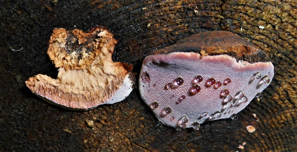 Fomitopsis rosea Rumaenien Karpaten Zarnesti Koenigstein Picea abies Pilzschule Schwaebischer Wald Krieglsteiner Lothar Trama Guttationstropfen montan Porling