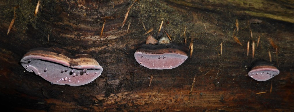 Fomitopsis rosea Zofinsky prales Tschechien Urwald Krieglsteiner Fichte Picea abies Pilzschule Schwaebischer Wald Guttationstropfen Trama Poren rosa lila