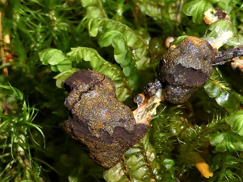 Fuligo muscorum 14 Adelmannsfelden Vorderwald Schwaebischer Wald Aethalien reif Plagiochila asplenioides Myxo Kurs Krieglsteiner Muschelmoos Lebermoos