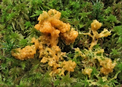 Fuligo muscorum 3 Alfdorf Schotthof Plasmodium orange Torfmoos Sphagnum saure feuchte Nadelwaelder Myxo Kurs Krieglsteiner unreif Schleimpilz Aethalien Feldmykologe