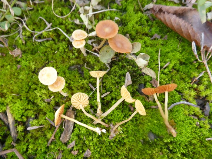 Galerina graminea laevis Rasenhaeubling Gelblicher Grashaeubling Hymenogastraceae Agaricales Moos Gartenrasen Naturgarten Krieglsteiner Pilzschule Schwbischer Wald