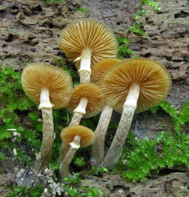 Galerina-marginata-Gifthäubling-Stiel-silbrig-berfasert-Niedersachsen