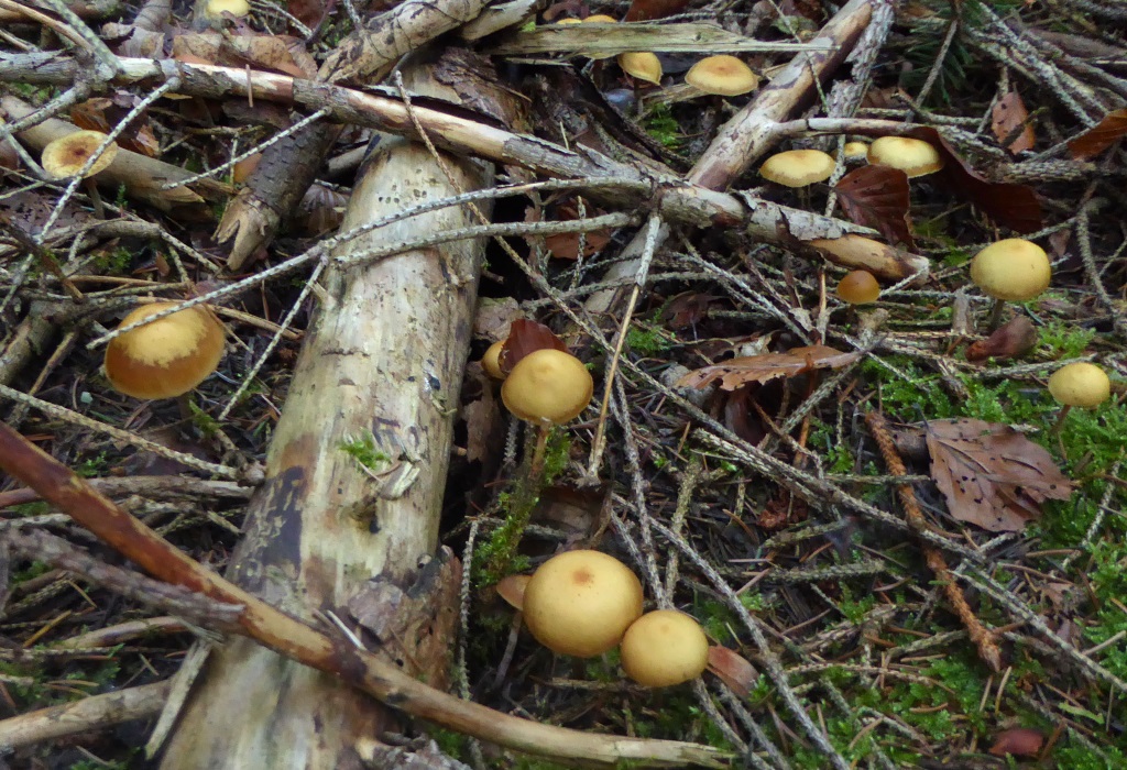 Galerina-marginata-Gifthäubling-hygrophan-ausgetrocknet-Schwbischer-Wald