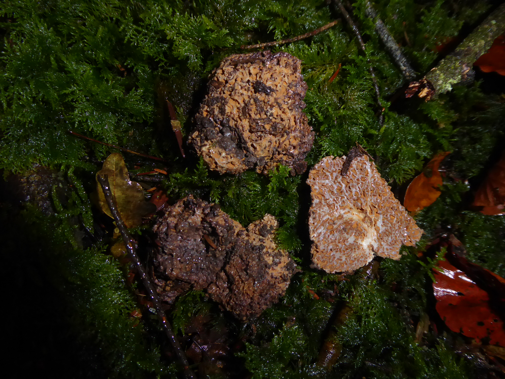 Gautieria graveolens Rotenhar Trueffelkurs Seminar Trueffelhund Jule Sporen gerippt Morcheltrueffel