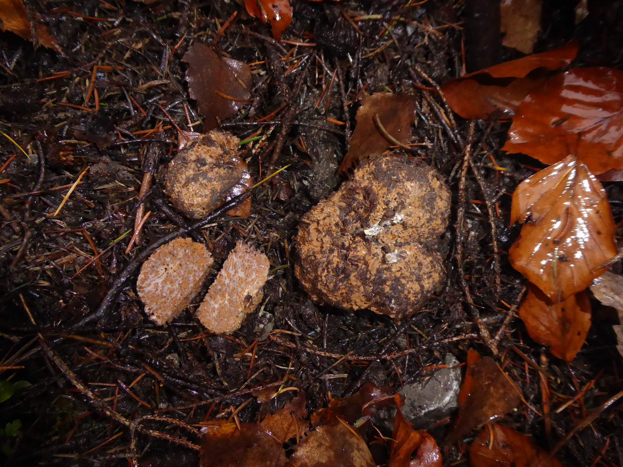 Gautieria graveolens Starkriechende Morcheltrueffel Baden Wuerttemberg Schwaebischer Wald Stuttgart Abies Picea Fagus