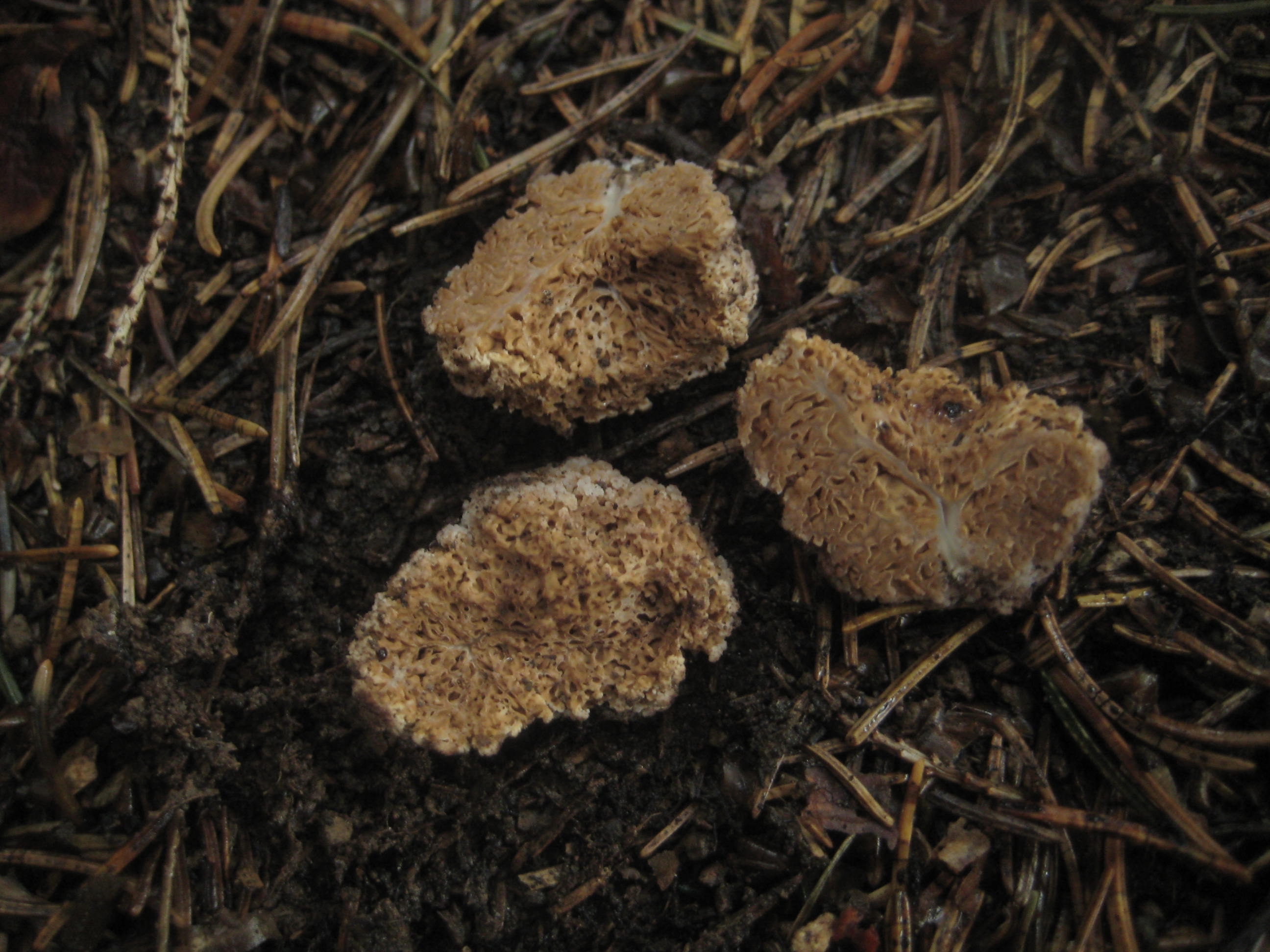 Gautieria graveolens Starkriechende Morcheltrueffel Oesterreich Weissensee subalpiner Fichtenwald