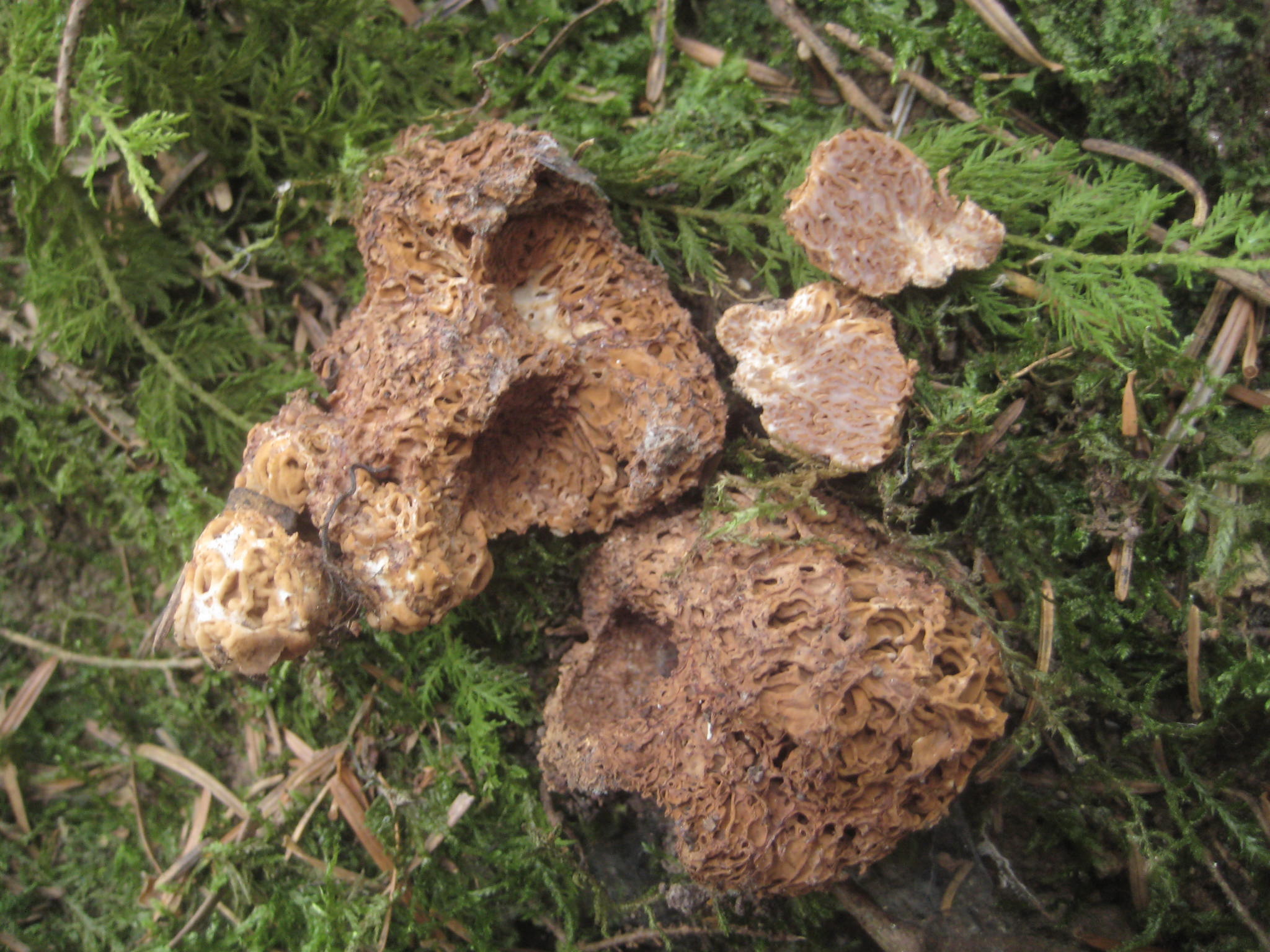 Gautieria graveolens Tanau Welzheimer Wald Sporen Laenge Breite Verhaeltnis Mittelgebirgs Nadelwald Baden Wuerttemberg