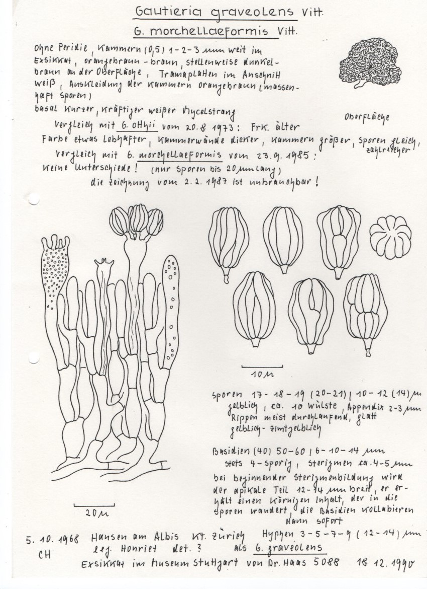 Gautieria graveolens morchelliformis Morcheltrueffel Zeichnung Hanna Maser Schweiz Zuerich Sporen