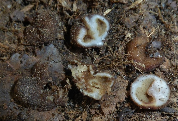 Genea hispidula Rauhaarige Blasentrueffel Trichophaea Sporen ornamentiert Nationalpark Eifel Pilzkurs Krieglsteiner Pilzschule Schwaebischer Wald