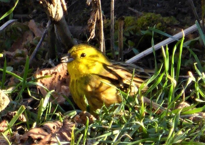 Goldammer Emberiza citrinella Deggingen Schwaebische Alb Winterfuetterung Singvogel Koernerfresser BirdWatching PilzCoach Pilzexpertin Pilzkurse PIlzschule Schwaebischer Wald Waldbaden Krieglsteiner