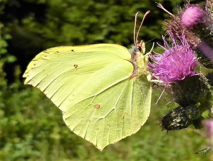 Gonepteryx rhamni Zitronenfalter Weisslinge Pieridae Tagfalter Schmetterlinge Lepidoptera Faulbaum Rhamnus frangula cathartica Purgier Kreuzdorn Naturgarten Raupen Spraitbach Bayerischer Wald