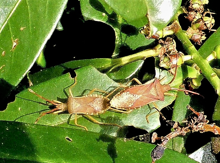 Gonocerus acuteangulatus Braune Randwanze Coreidae Heteroptera Paarung Spraitbach Kirschlorbeer Prunus laurocerasus Biomuell Gartenmarkt Artenvielfalt Naturgarten