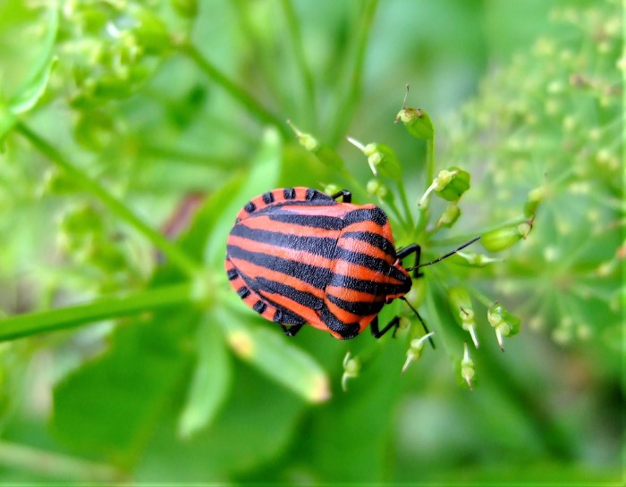 Graphosoma lineatum italicum Streifenwanze Donautal Doldenbluetler Riedheim Artenvielfalt nafoku Biodiversitaet Naturgarten kein Raum fuer Gift und Duenger