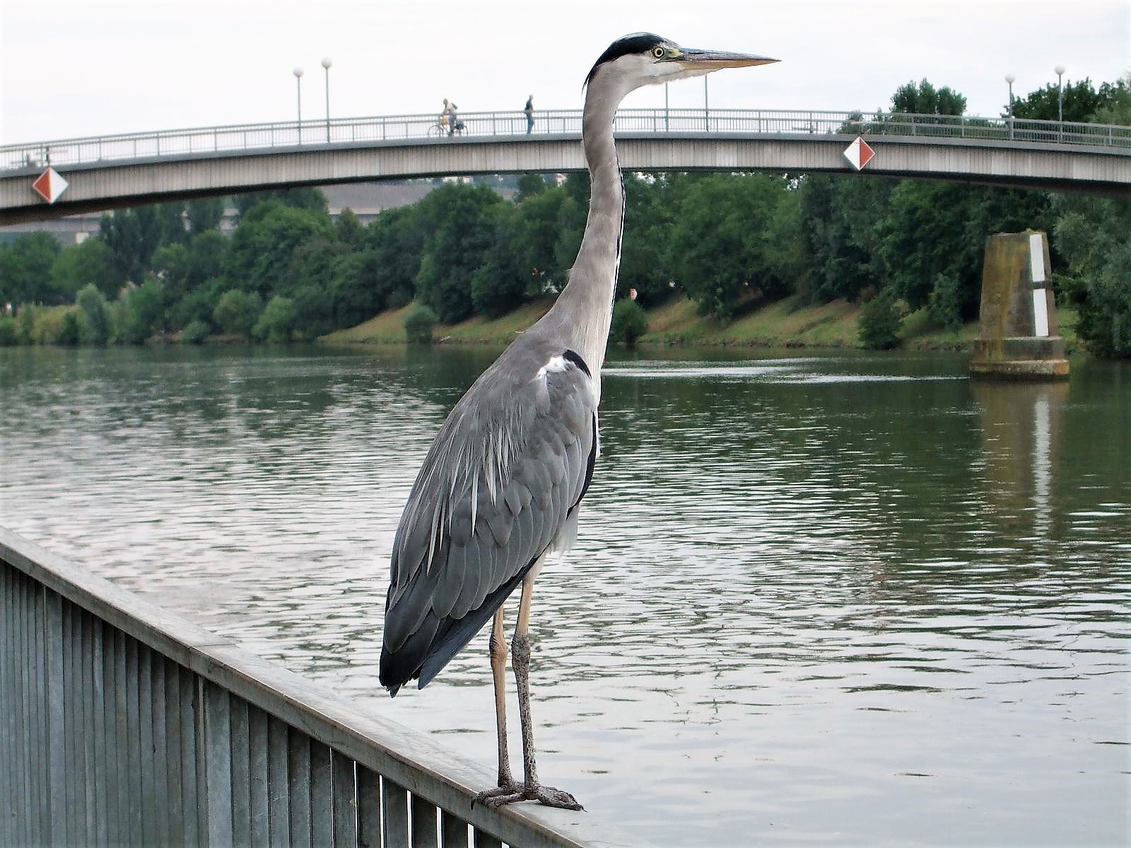 Graureiher Ardea cinerea Pelecaniformes Fischfang Maeusefang Storch Neckar Stuttgart Bad Cannstatt Neckarbruecke Birdwatching Pilzschule Schwaebischer Wald