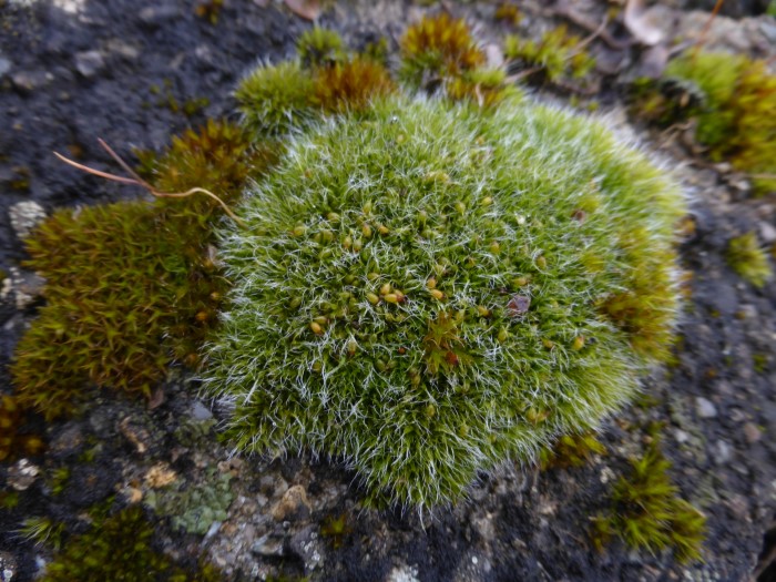 Grimmia pulvinata Polster Kissenmoos Grimmiaceae Grimmiales Laubmoos eingesenkte zurueckgekruemmte Sporogone Mauern Steine Glashaare Mooskurs Pilzschule Schwaebischer Wald Krieglsteiner