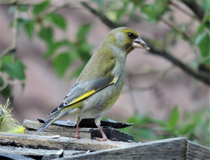 Gruenfink Carduelis Chloris chloris Finken Fringillidae Singvoegel Spervlingsvoegel Passeriformes dicker Schnabel Gruenling Fruehjahr Winterfuetterung Boden Koerner Naturgarten Artenvielfalt Krieglsteiner