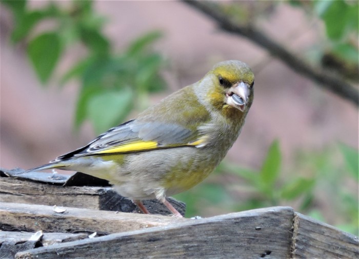 Gruenfink Carduelis Chloris chloris Finken Fringillidae Singvoegel Spervlingsvoegel Passeriformes dicker Schnabel Gruenling Fruehjahr Winterfuetterung Boden Koerner Pilzexpertin Katharina Krieglsteiner