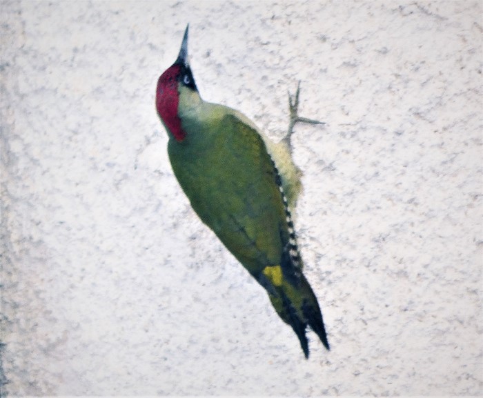 Gruenspecht Picus viridis Oberkochen Hauswand Altvogel Bodenspecht Ameisen BirdWatching Naturbeobachtung Pilzschule Schwaebischer Wald Krieglsteiner PIlzCoach Pilzexpertin Katharina Krieglsteiner