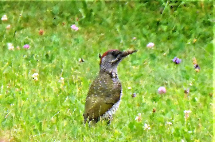 Gruenspecht Picus viridis Picidae Spechte Piciformes Jungtier Nachbargarten Pilzkunde Krieglsteiner Pilzschule Schwaebischer Wald Artenvielfalt Erdspecht Ameisen Insektenhotel