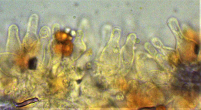 Gymnopilus dilepis Feinschuppiger Flaemmling Australien Neomyzet Tomatentopf Katharina Pferdemist Spraitbach Coprinus sterquilinus mikroskopische Bestimmung Feldmykologe Krieglsteiner Cheilozystiden