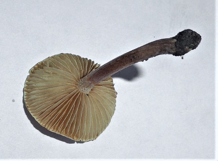 Gymnopilus dilepis Feinschuppiger Flaemmling Australien Neomyzet Tomatentopf Katharina Pferdemist Spraitbach Coprinus sterquilinus mikroskopische Bestimmung Feldmykologe Krieglsteiner Naturgarten