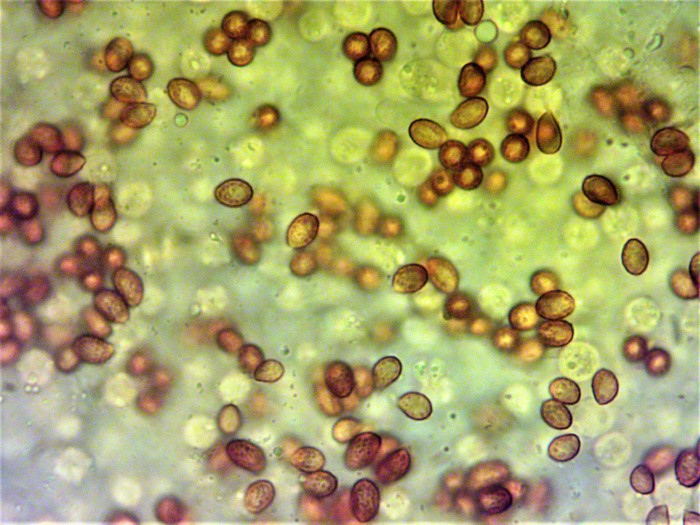 Gymnopilus dilepis Feinschuppiger Flaemmling Australien Neomyzet Tomatentopf Katharina Pferdemist Spraitbach Coprinus sterquilinus mikroskopische Bestimmung Feldmykologe Krieglsteiner PIlzschule Sporen