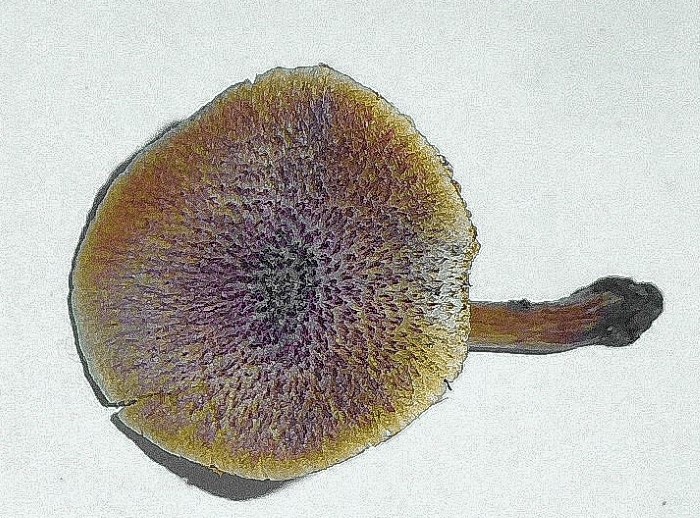 Gymnopilus dilepis Feinschuppiger Flaemmling Australien Neomyzet Tomatentopf Katharina Pferdemist Spraitbach Coprinus sterquilinus mikroskopische Bestimmung Feldmykologe Krieglsteiner PIlzschule