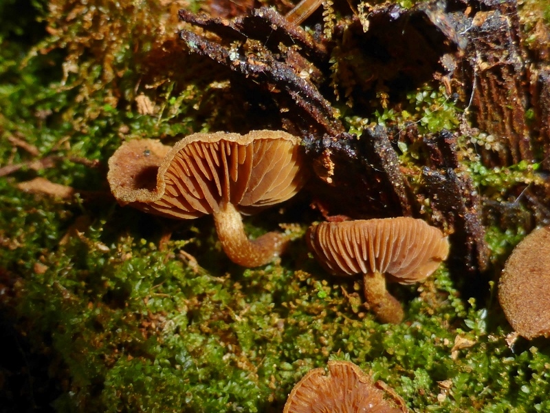 Gymnopilus-josserandii-Rundsporiger-Flaemmling-Bayerischer-Wald-Nationalpark-bitter-ungeniebar-Pilzkundler-Sporen-braun