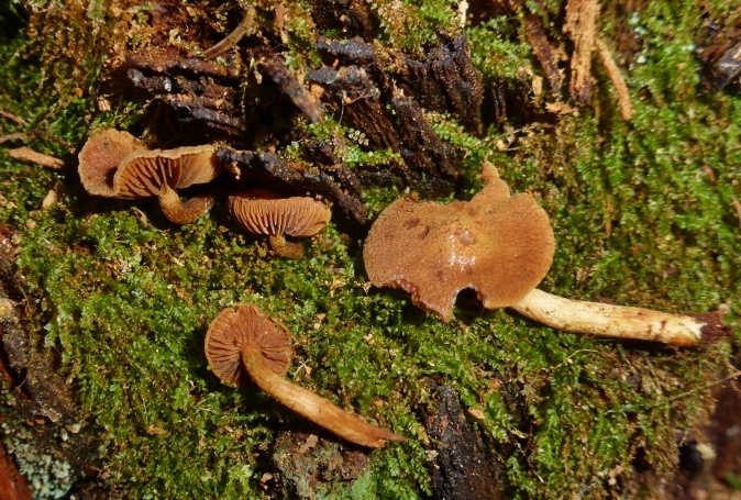 Gymnopilus-josserandii-subsphaerosporus-Rundsporiger-Flaemmling-Bayerischer-Wald-Nationalpark-bitter-ungeniebar