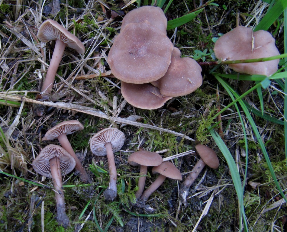 Gymnopus-impudicus-Stinkender-Rübling-Collybia-impudica-Remstal-Stuttgart