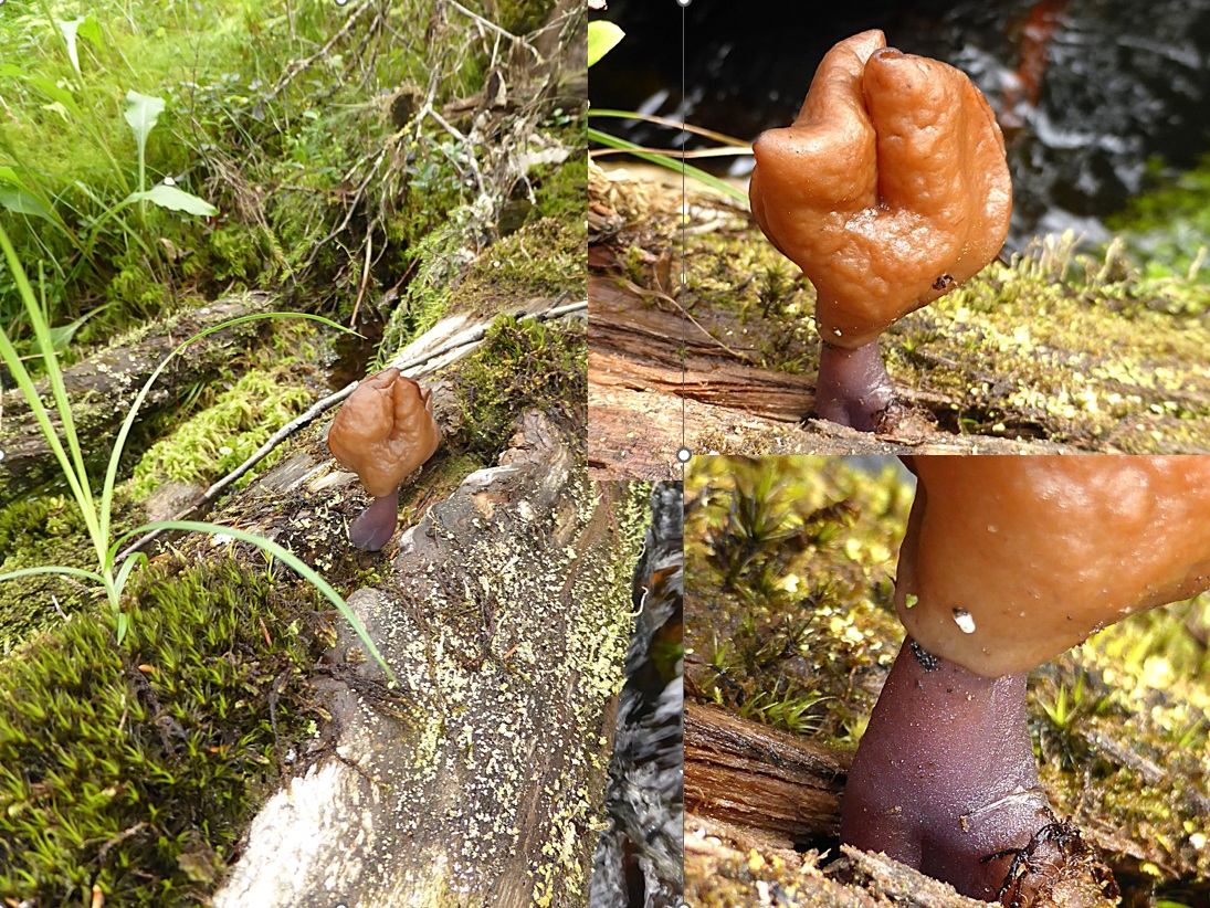 Gyromitra ambigua Violettstielige Bischofsmuetze infula Harmaja Schweden Fulufjellet Nationalpark Pinus Picea Waldkiefer Skandinavien nordisch Holz Kriegllsteiner Pilzkurse Feldmykologe Pezizales Becherling